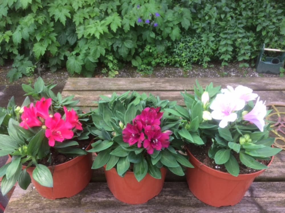 vof Wadway Flowers Ted en Trees Sijm — foto 1