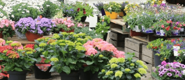 Vink Fruitboerderij — foto 1