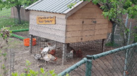 Scharrelboerderij Nooit Gedacht — foto 1