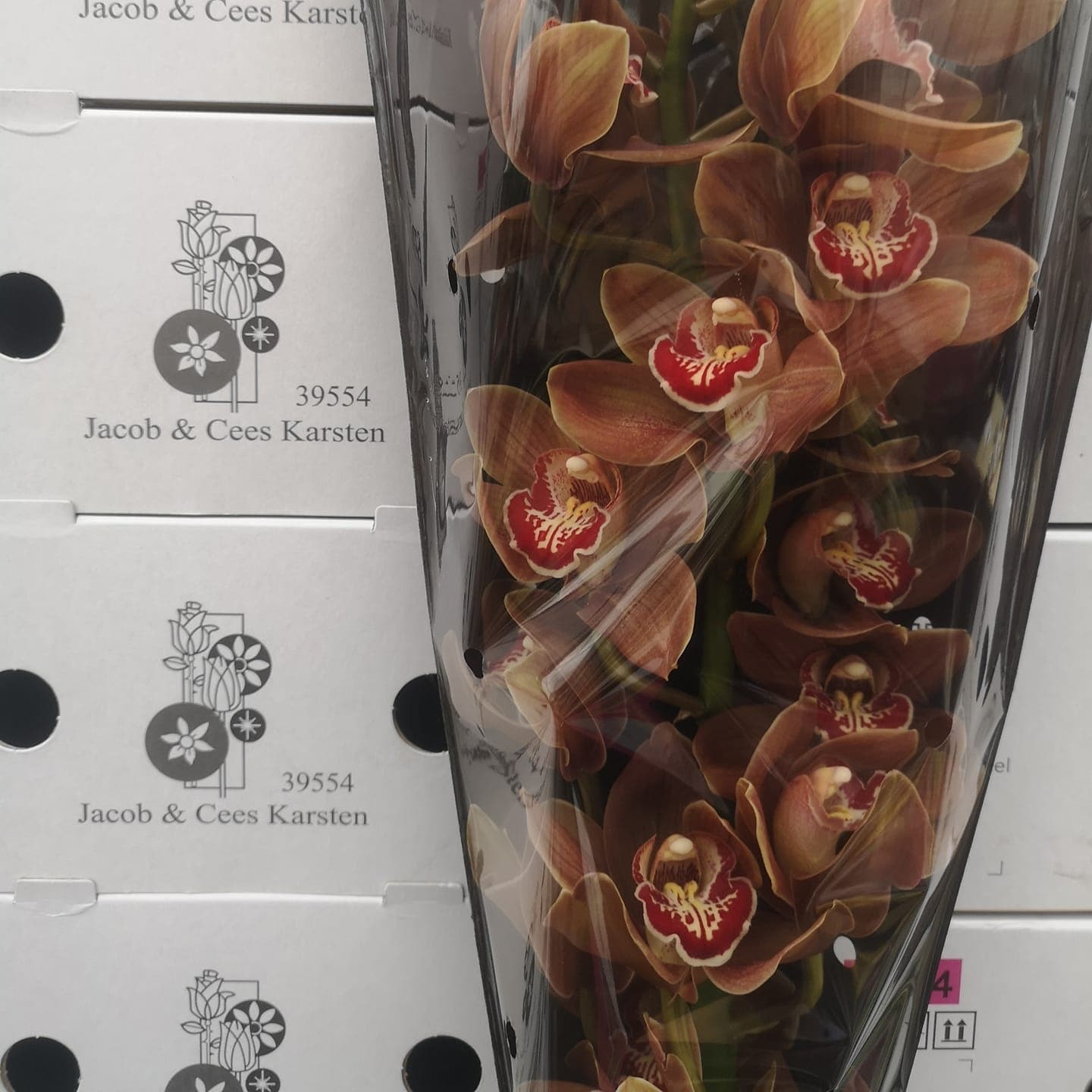 Orchideeën Cymbidium — foto 1
