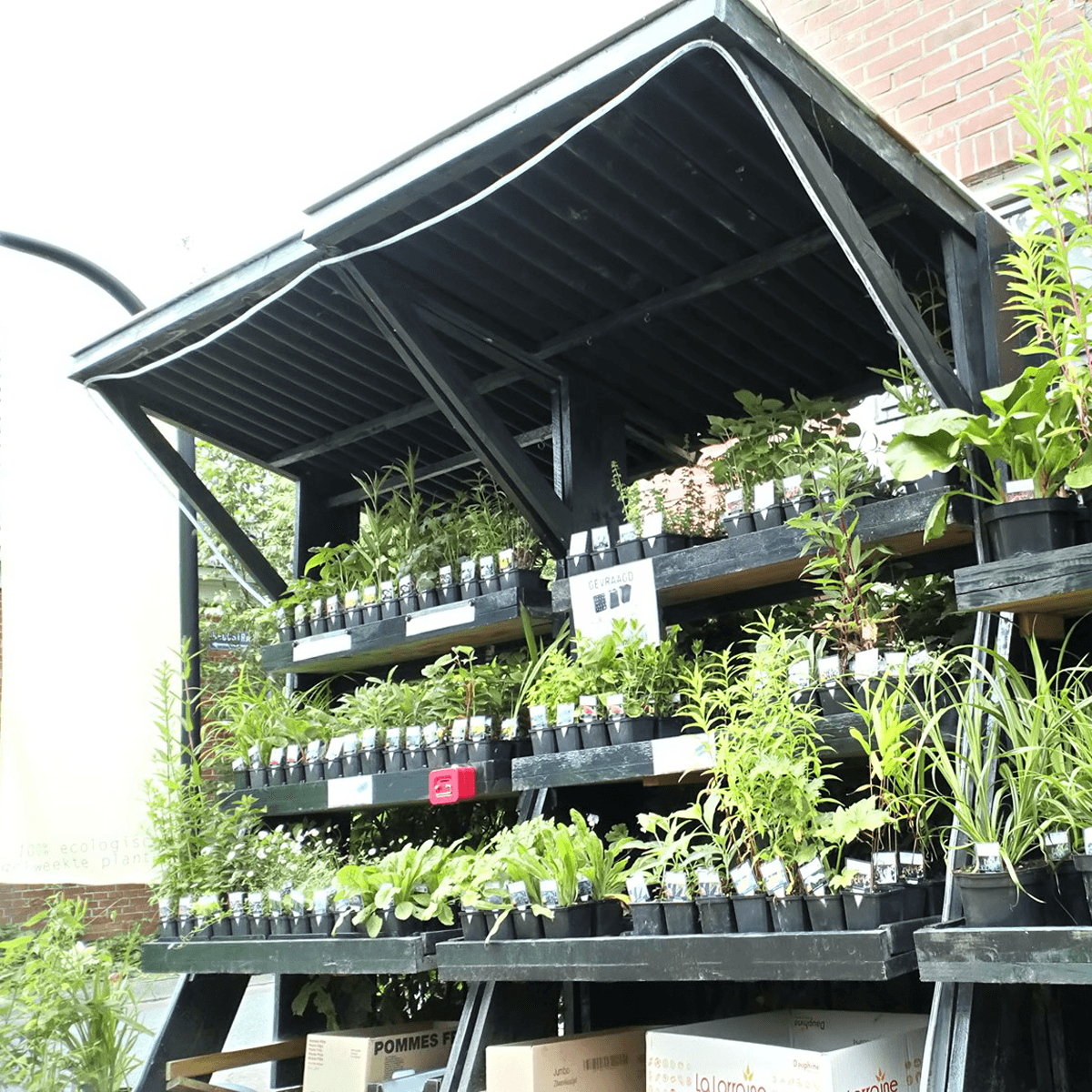 Planten van Ben — foto 1