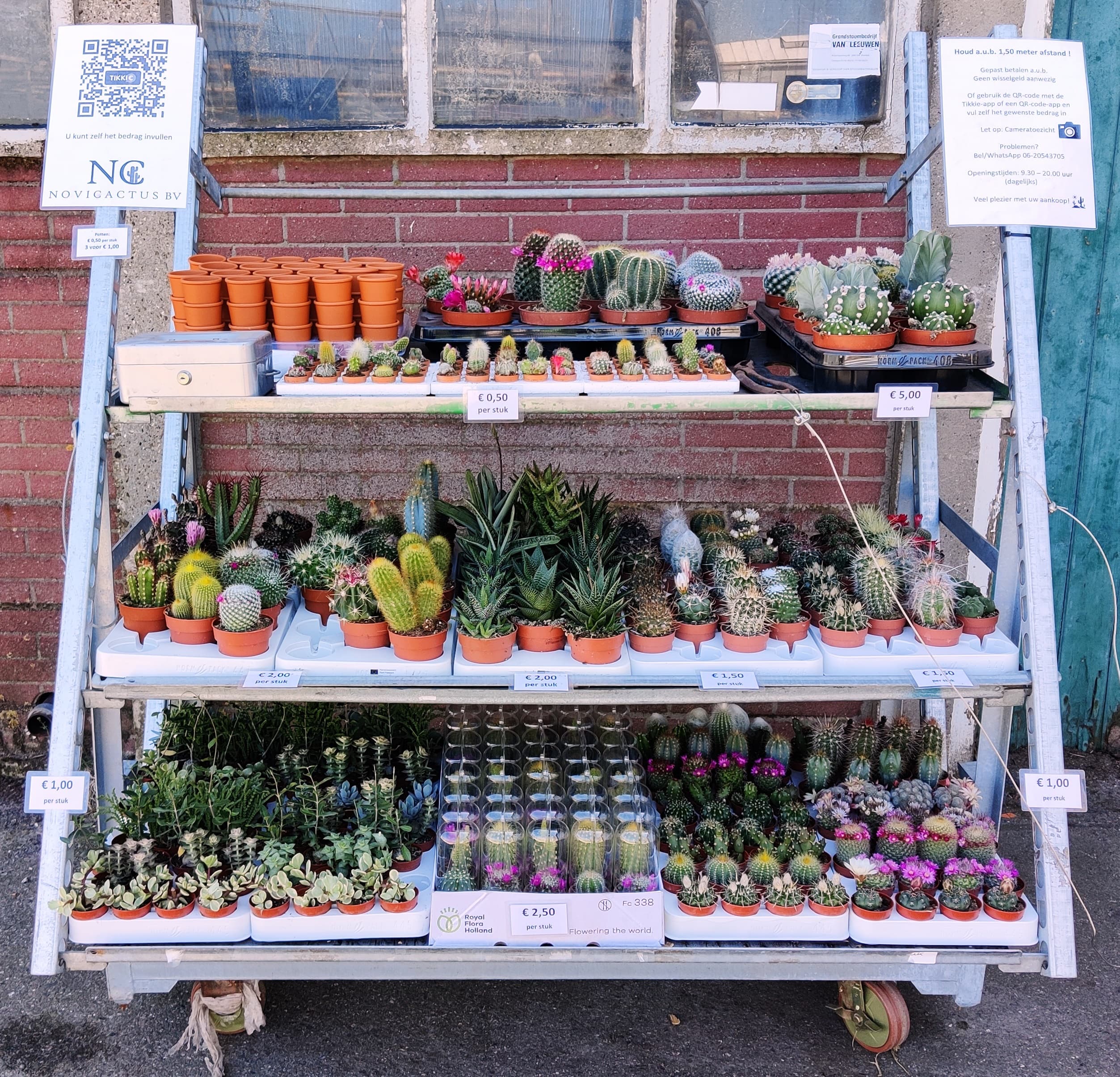 Novicactus BV — foto 1