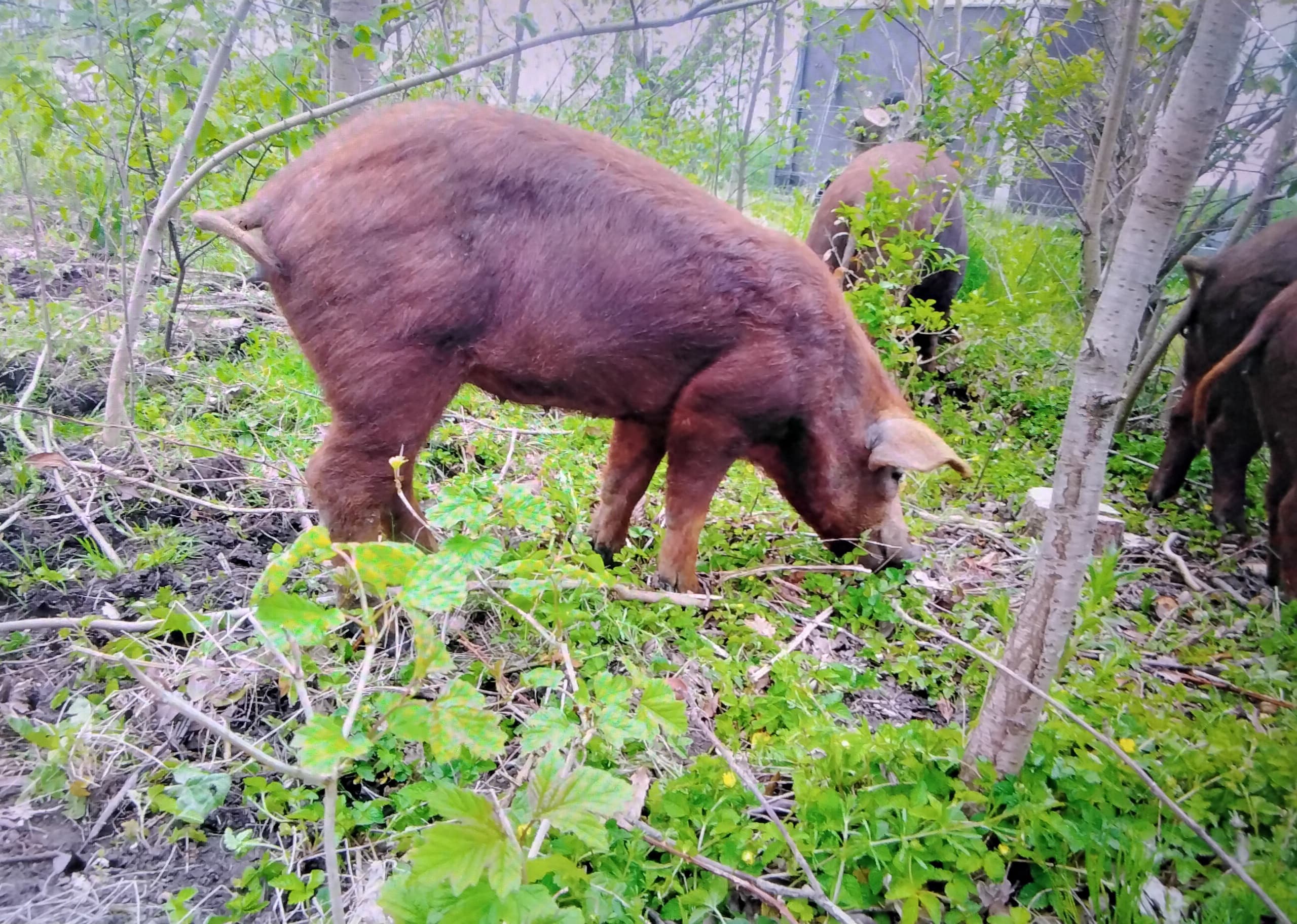 Kim's scharrelvarkens — foto 1