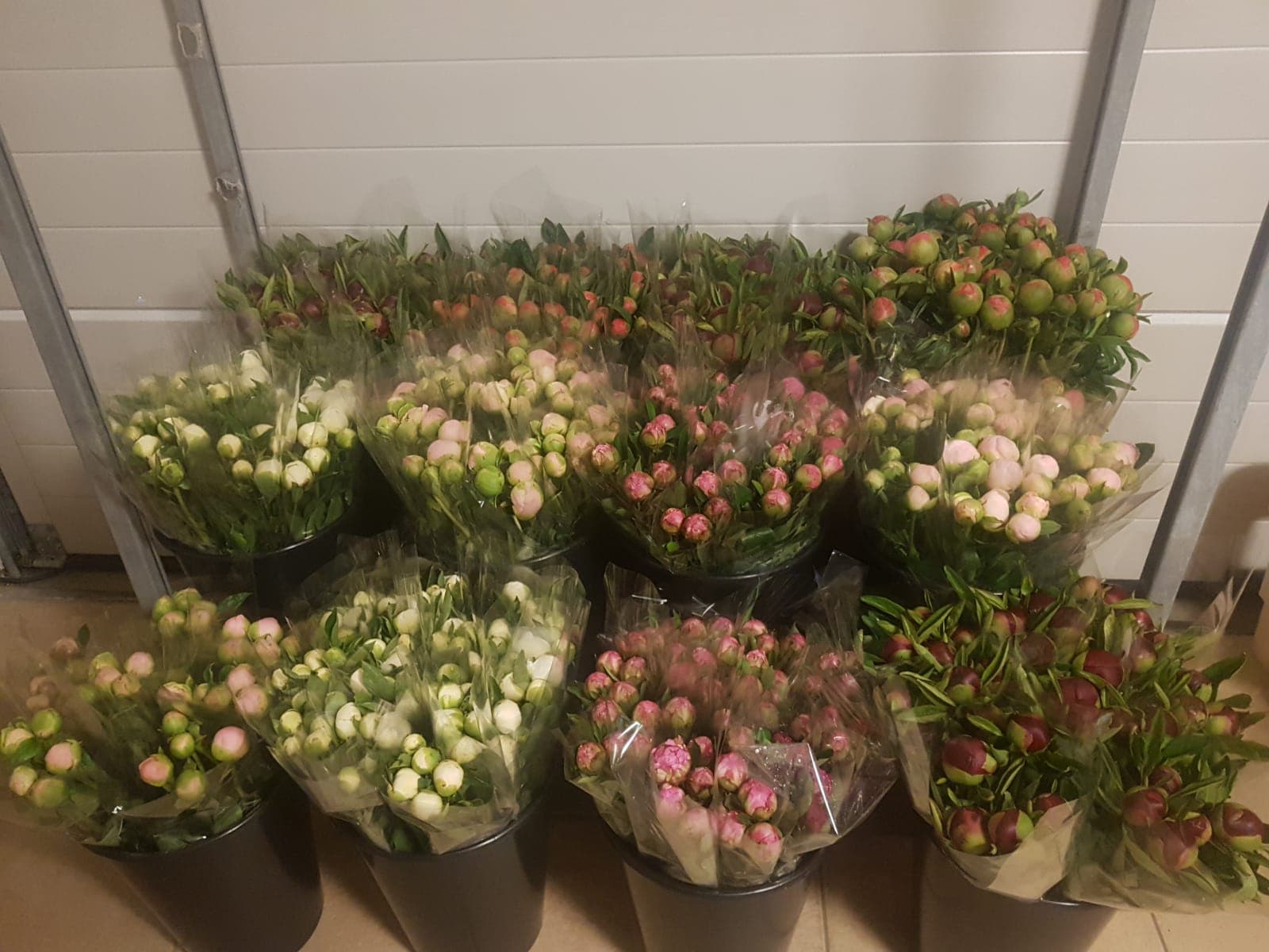 Dex (Pioen)rozen — foto 1