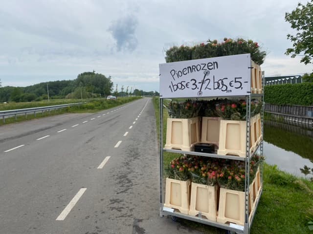 Kunis bloembollen — foto 1