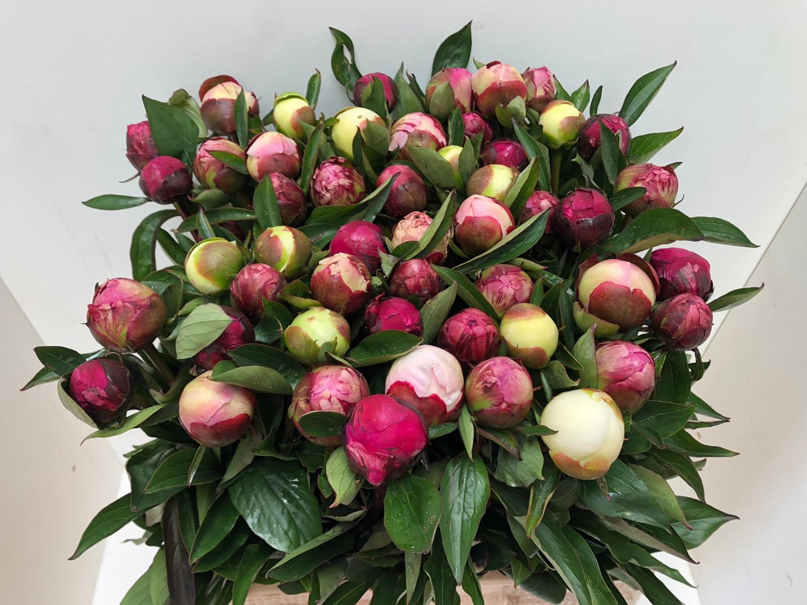 Anna's flowerstop — foto 1