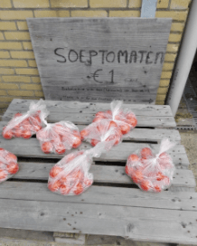 Tomaten — foto 1
