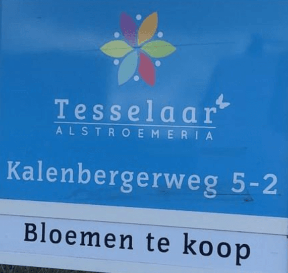 Tesselaar Alstroemeria — foto 1
