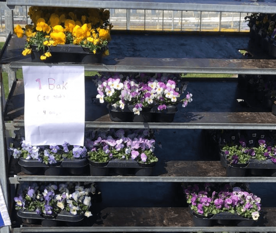 Bloemenkwekerij de Haas — foto 1