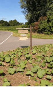 Op het erf Den Hoorn — foto 1