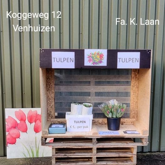 Tulpen maken het gezellig! — foto 1