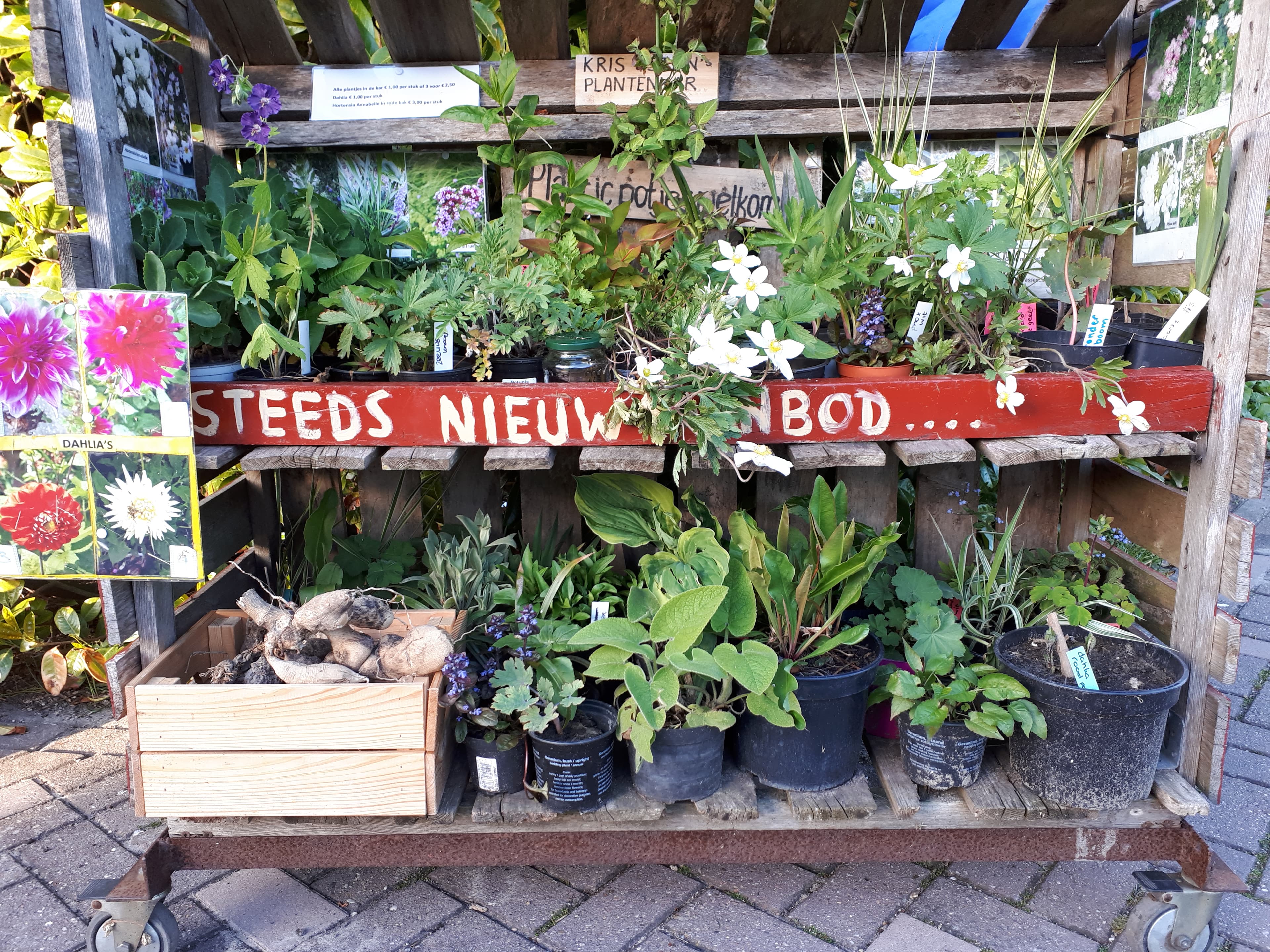 Plantenwinkel — foto 1