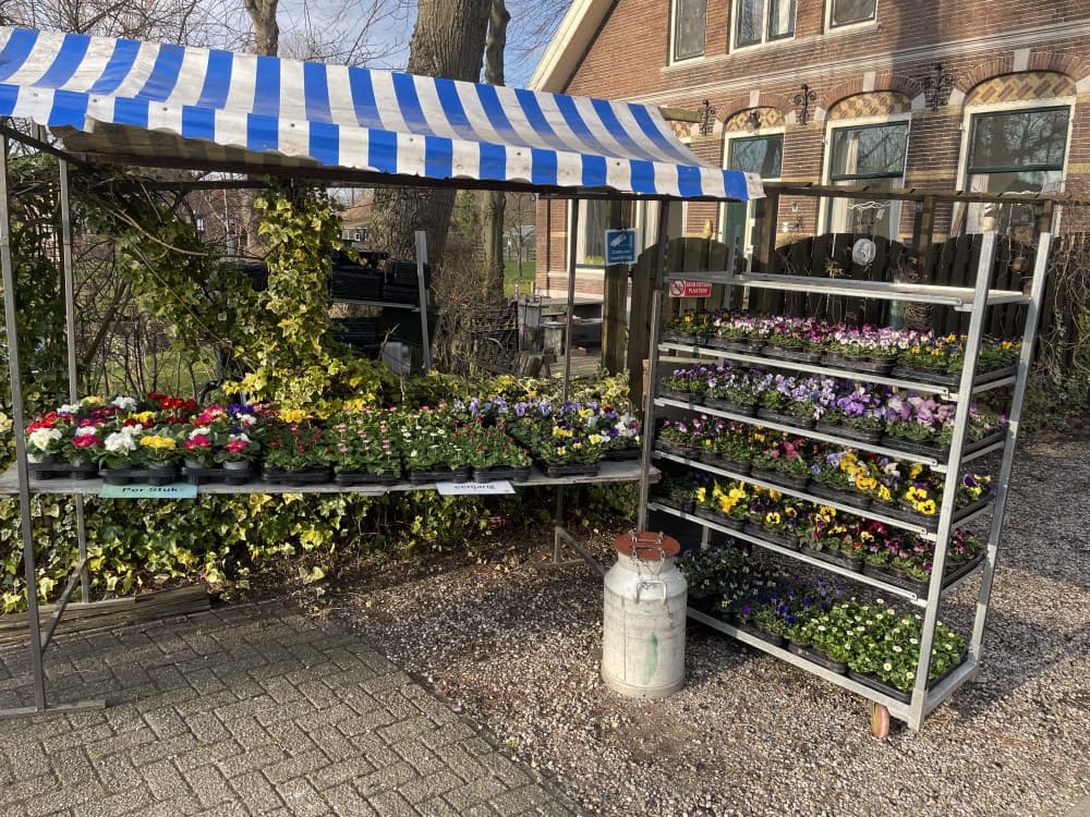 Daansplanten — foto 1