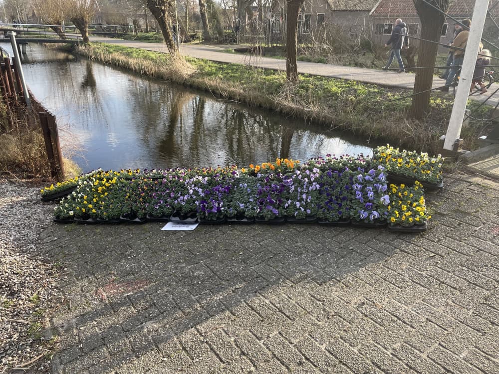Daansplanten — foto 2