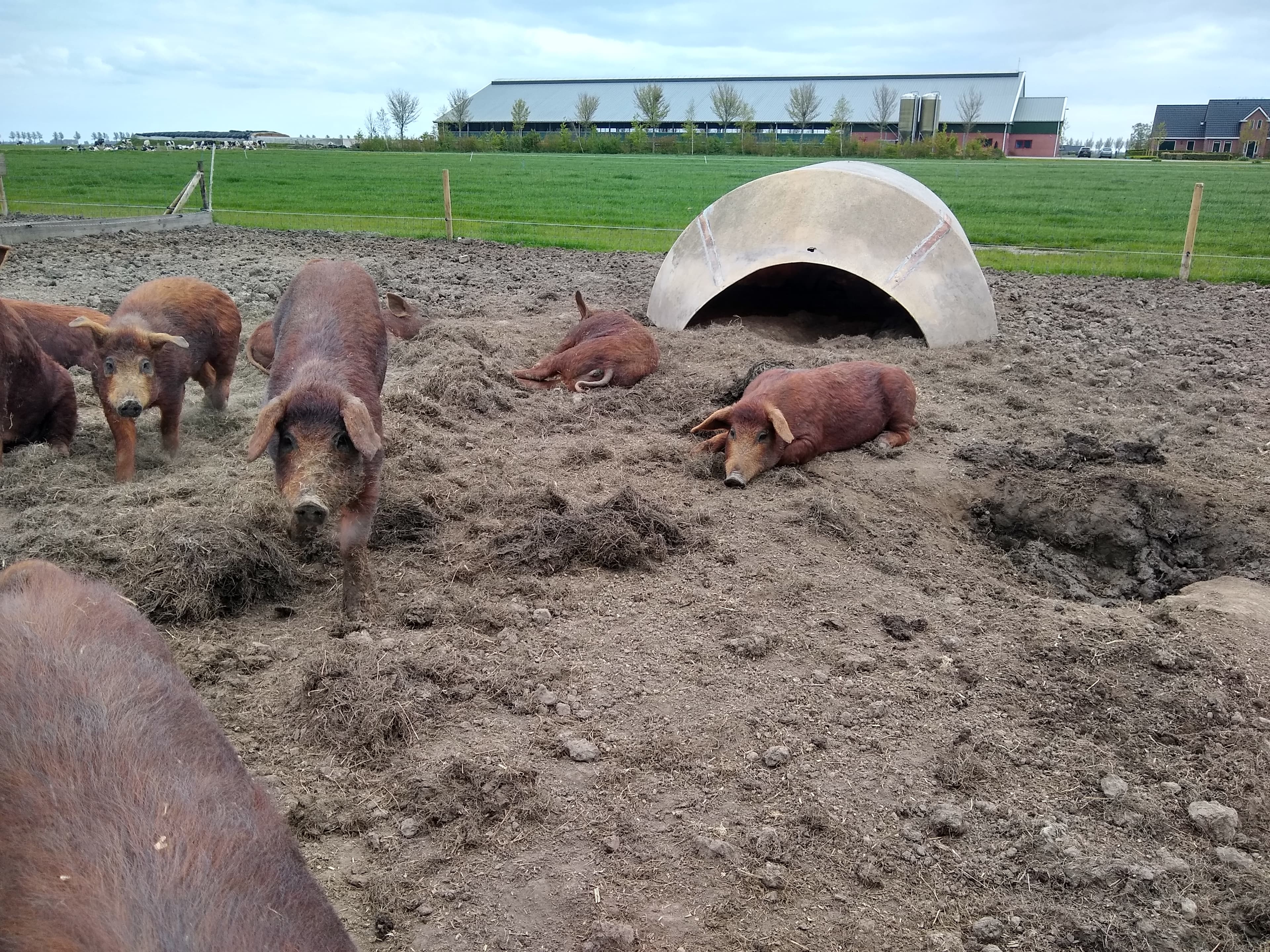 Kim's scharrelvarken — foto 1