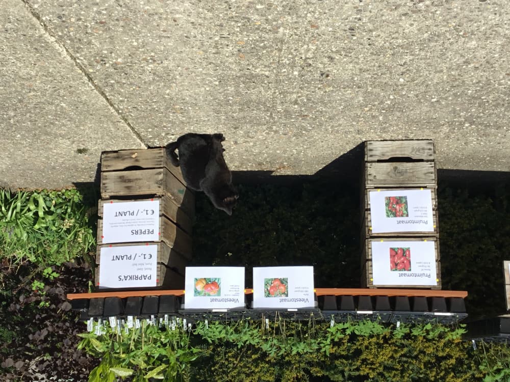 Groenteplantjes en kruiden Dorpsweg 43 — foto 1