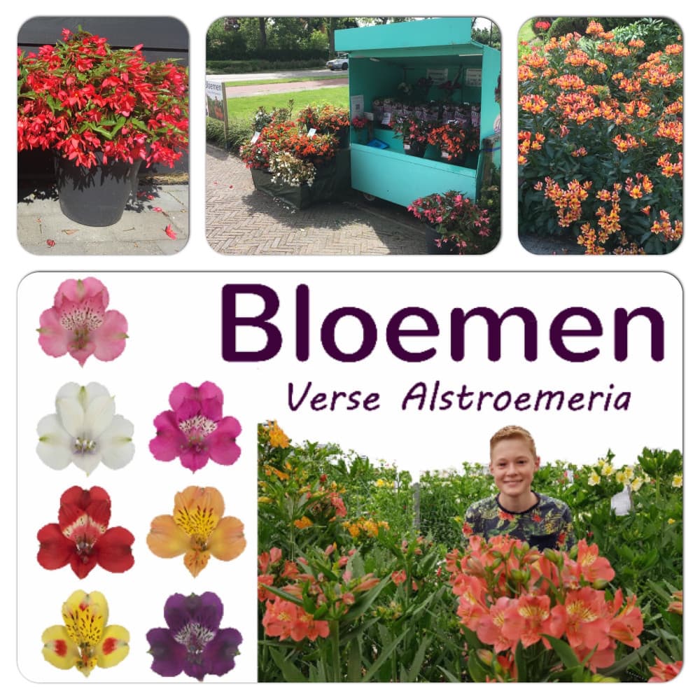 De Blommenstal — foto 1