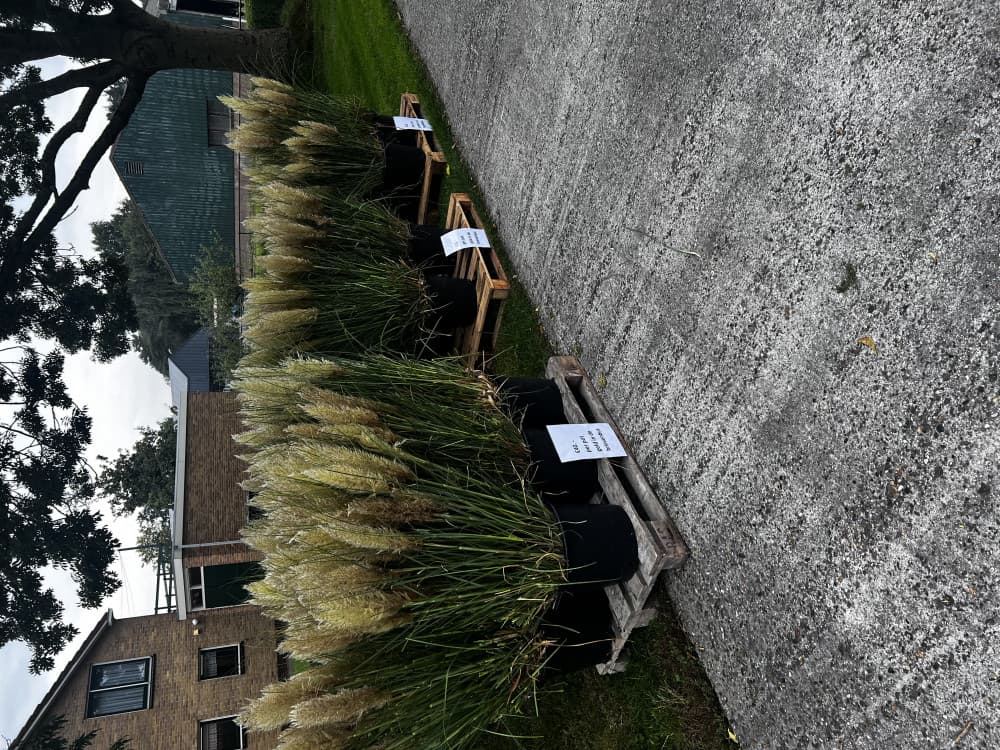 Pampas planten — foto 1