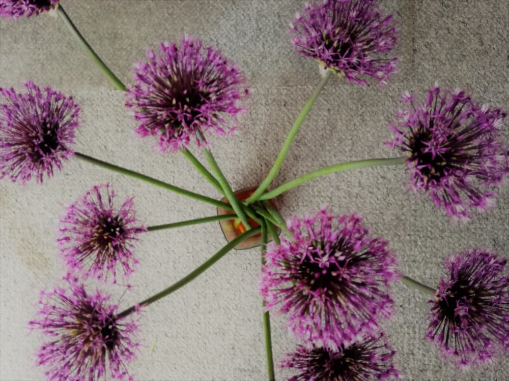 Schilder Alliums Zwaagdijk — foto 1