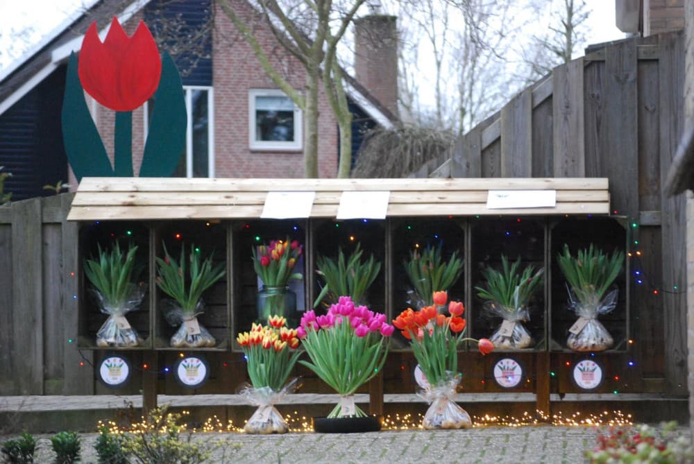 Tulpen van Linelle — foto 2