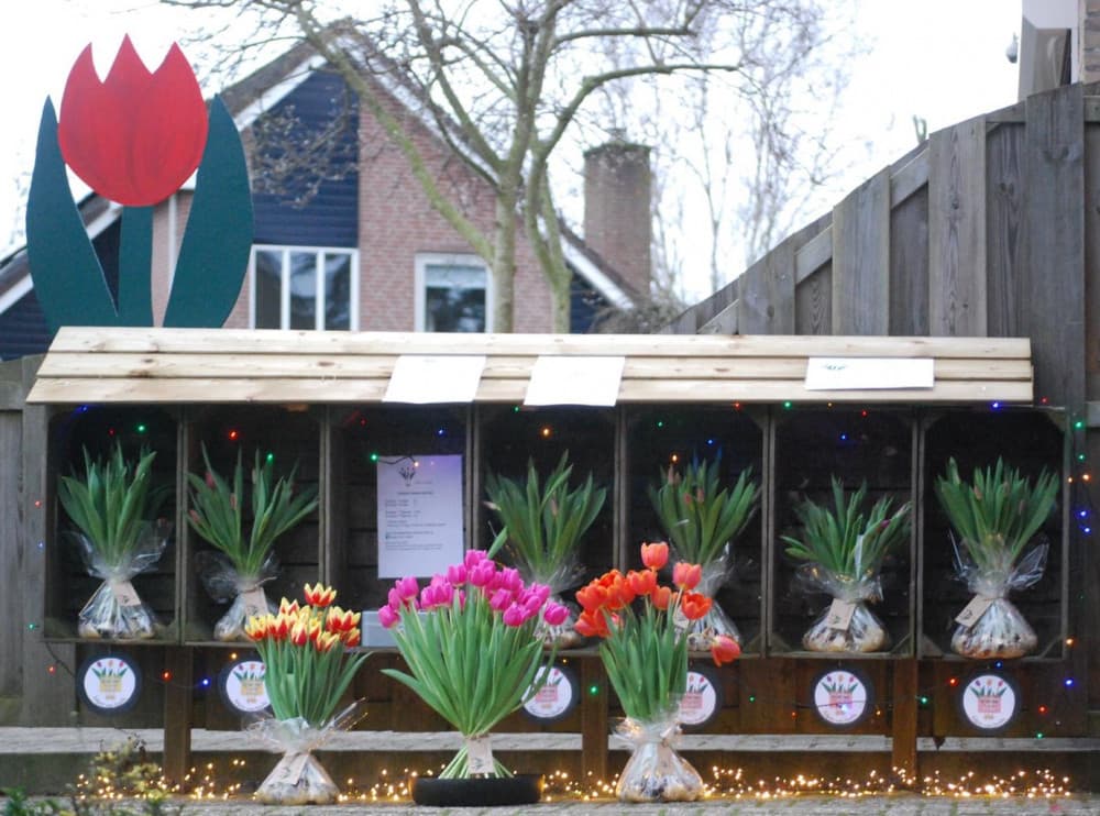Tulpen van Linelle — foto 1